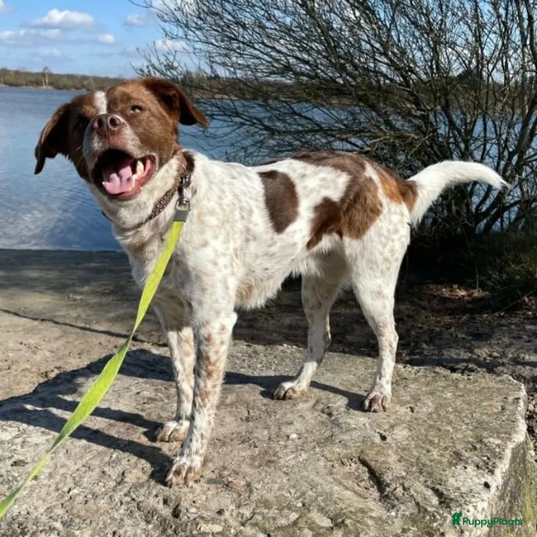 Kruising honden ter adoptie: Jopie - Advertentie 2