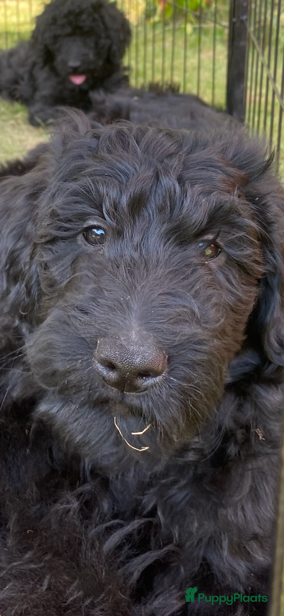 Labradoodle honden te koop: Supermooie labradoodles - Afbeelding 7