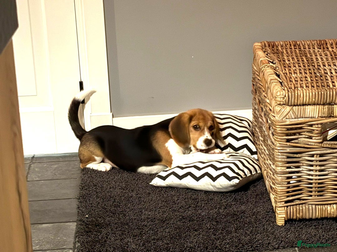 Beagle honden te koop: Beagle pup teef  - Advertentie 2