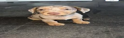 Jack Russel Terriër honden te koop: Choco merle teefje  - Advertentie 1