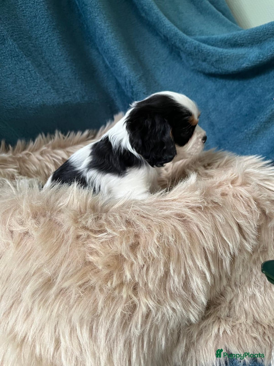 Cavalier King Charles Spaniel honden te koop: Cavalier King Charles Spaniel in Makkinga - Afbeelding 20