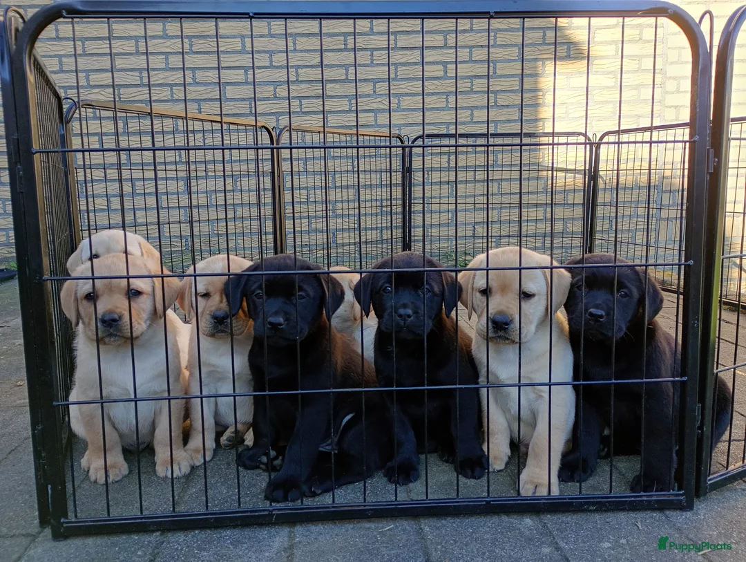 Labrador Retriever honden te koop: FCI Pedigree - Labrador retriever puppies  - Advertentie 1