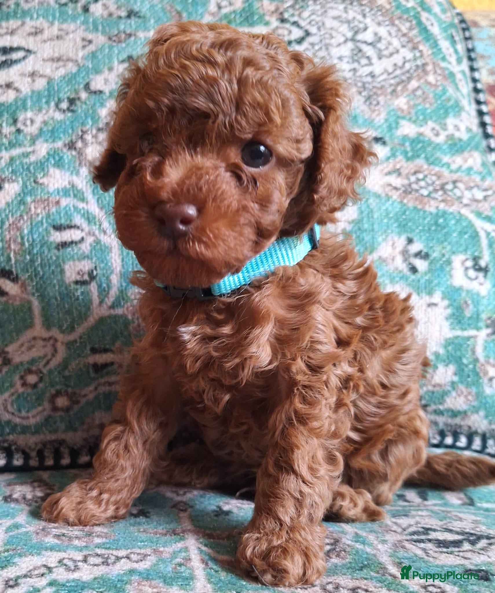 Poedel Toy honden Mooie Raszuivere toypoedel Broertjes  - Advertentie 2