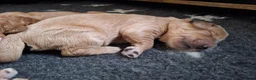 Australian Labradoodle honden te koop: Labradoodle pups verwachtte grootte 44 cm in Rijssen - Advertentie 6