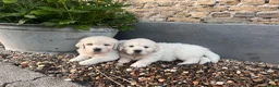 Golden Retriever honden te koop: Golden retriever pups🐶❤️ - Advertentie 10