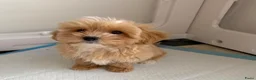 Maltipoo honden te koop: Mini maltipoo f1 , lief, speels en gezond - Advertentie 5