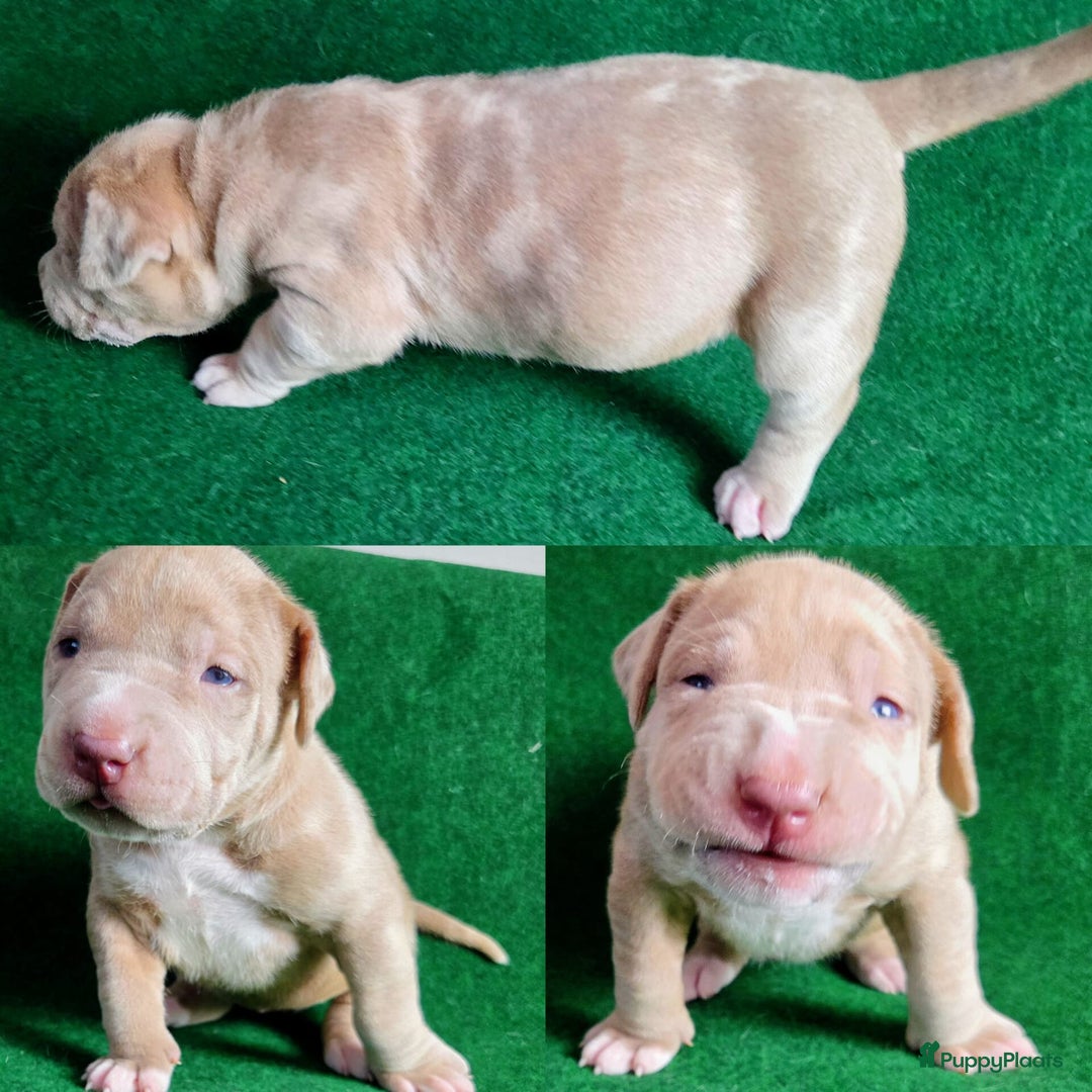 Amerikaanse Bully honden te koop: ABKC XL Meets DBKC XXl - Advertentie 11