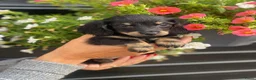 Teckel (langhaar) honden te koop: Langharige teckel pups - Advertentie 8