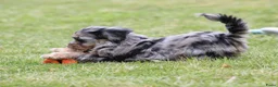 Kruising honden te koop: Knappe Boompoo pups - Advertentie 4