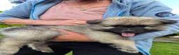 Keeshond honden te koop: Wolfschrauwe keeshond pup in Hooghalen - Advertentie 3