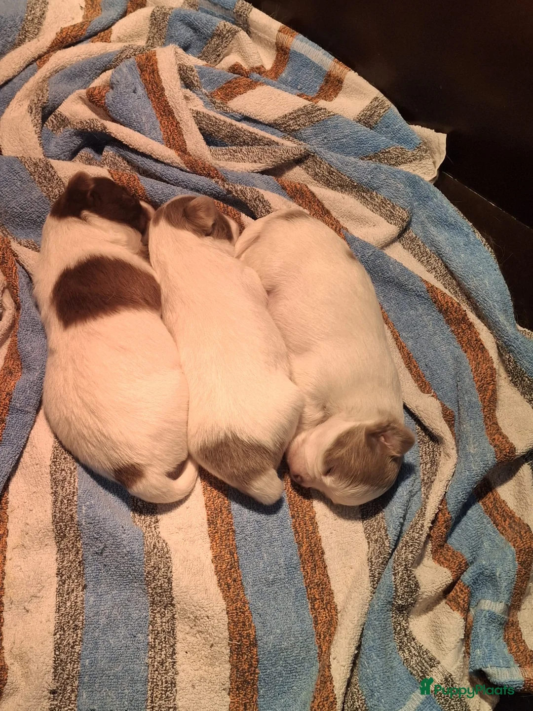 Chihuahua honden te koop: Chihuahua pups te koop - Advertentie 2