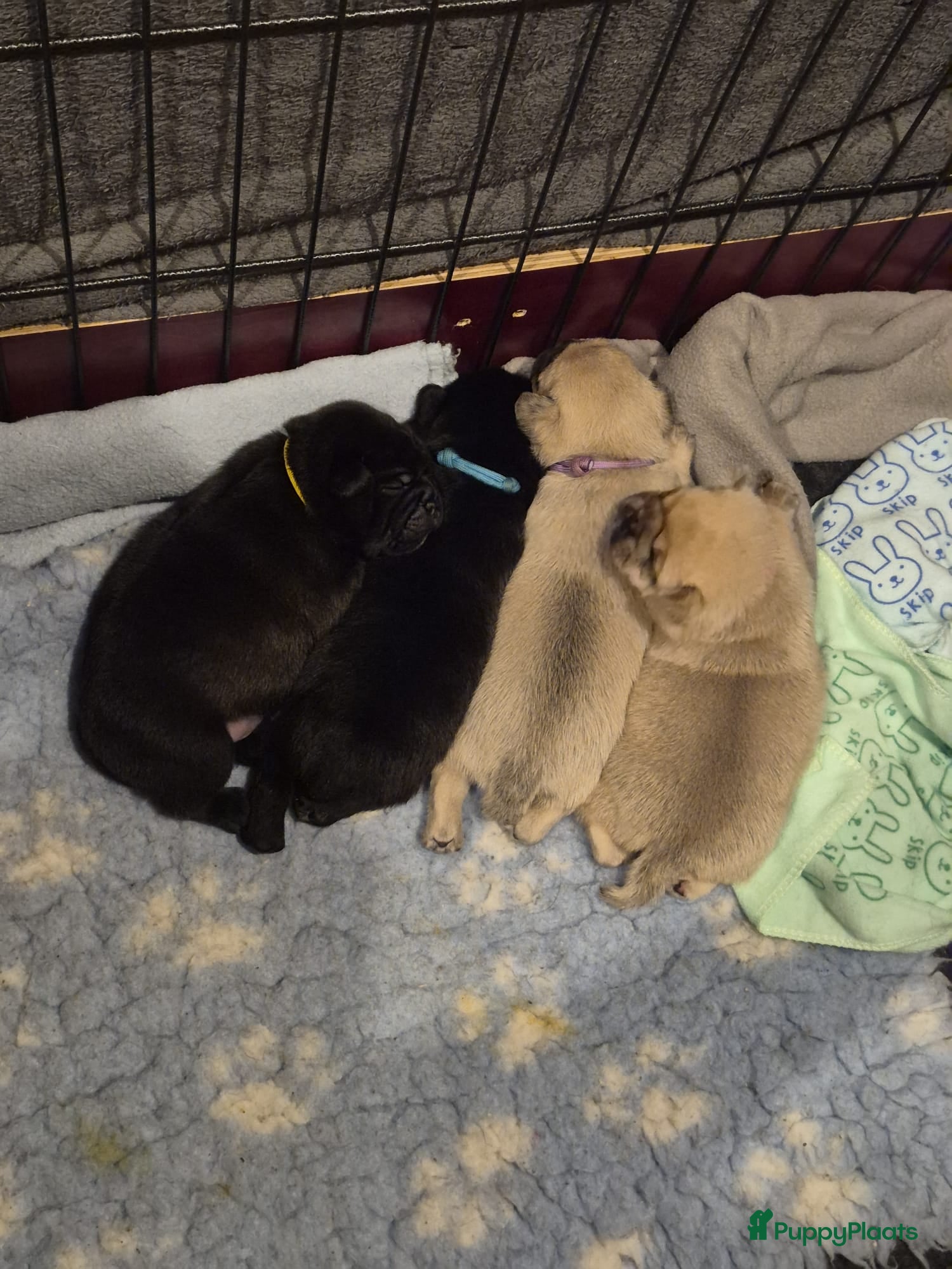 Retromops honden Retromops pups - Advertentie 1