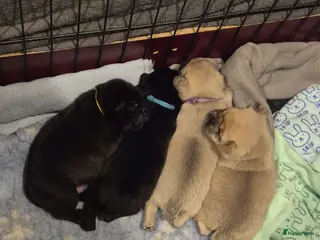 Retromops honden Retromops pups - Advertentie 2