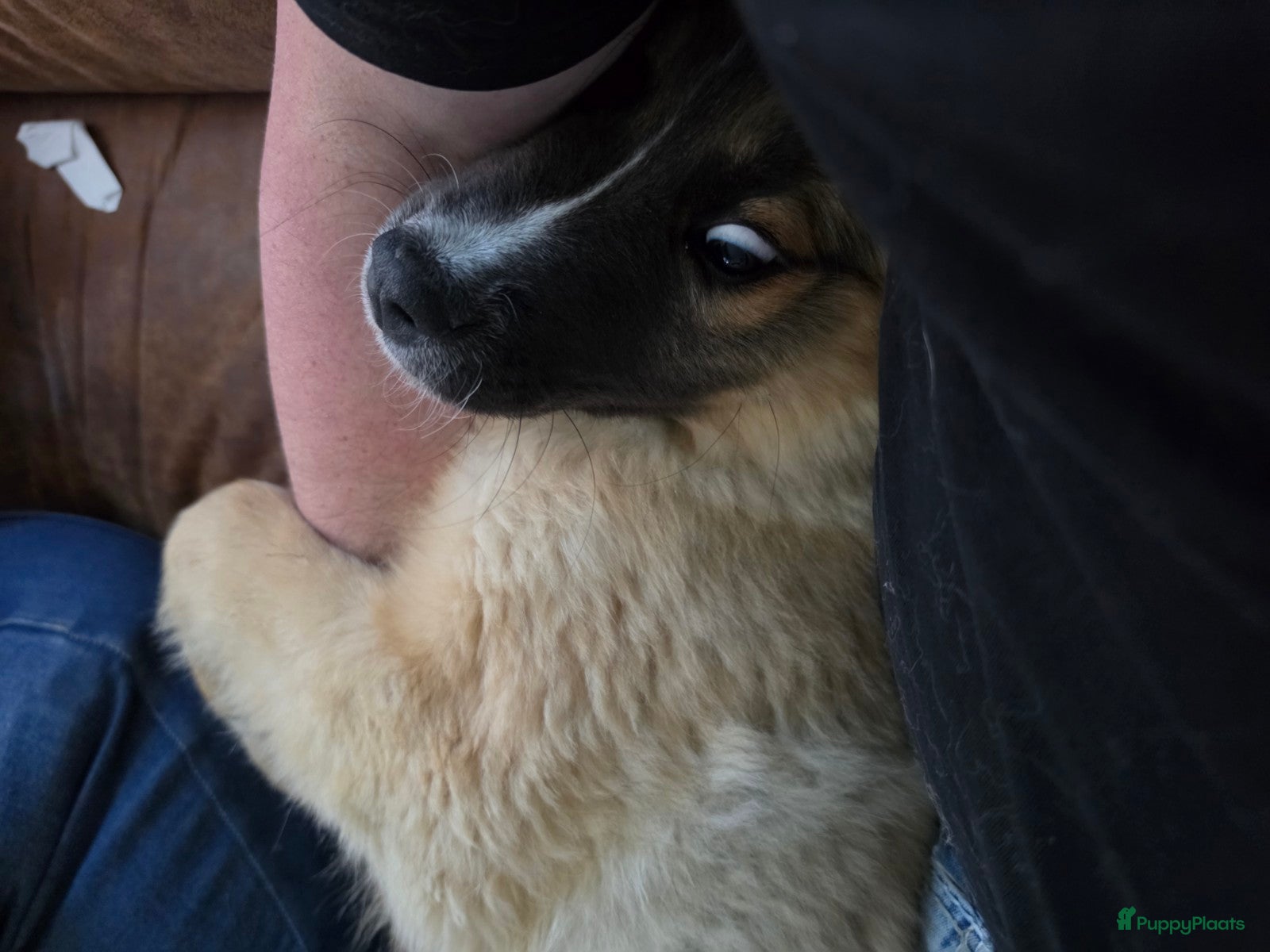 Kruising honden Kiara zoekt nieuwe huis - Advertentie 4