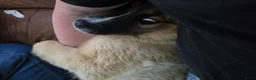 Kruising honden te koop: Kiara zoekt nieuwe huis in Wateringen - Advertentie 1