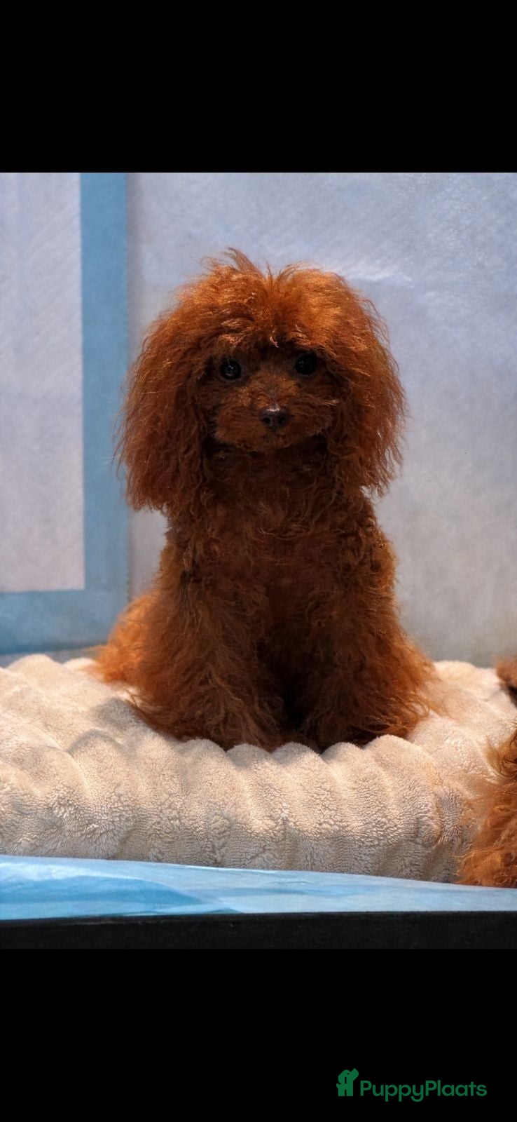 Poedel Toy honden Toy poedel reu  - Advertentie 2