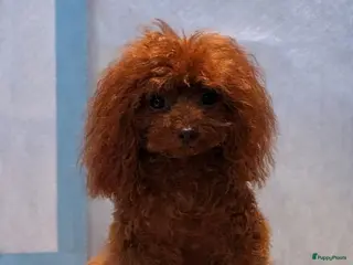 Poedel Toy honden Toy poedel reu - Advertentie 2