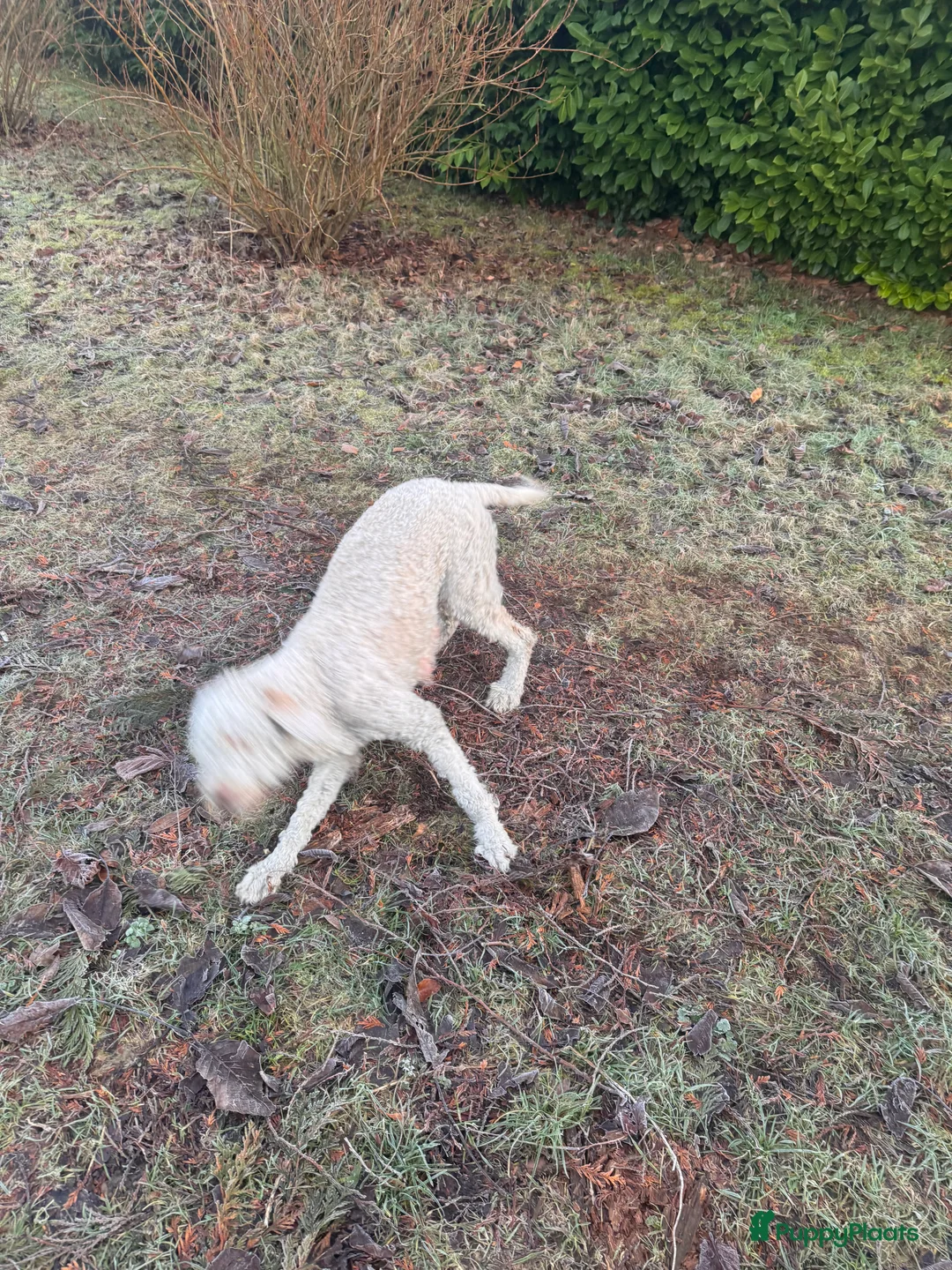 Labradoodle honden te koop: Labradoodle pups - Advertentie 11