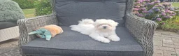 Maltezer honden te koop: Maltezer leeuwtje pup. Rasecht. Ouders aanwezig - Advertentie 4