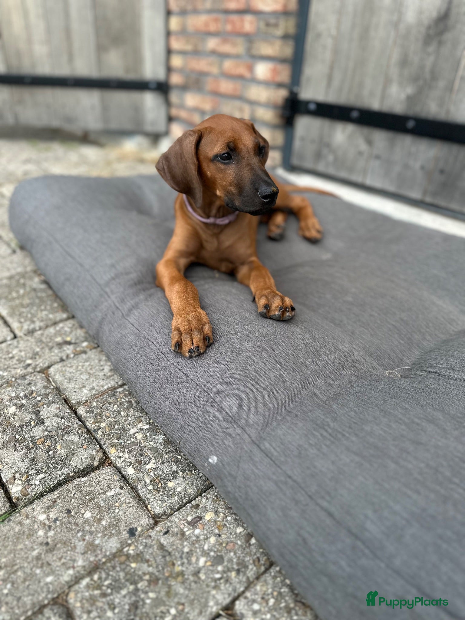 Rhodesian Ridgeback honden 10 prachtige Rhodesian Ridgeback pups te koop - Advertentie 2