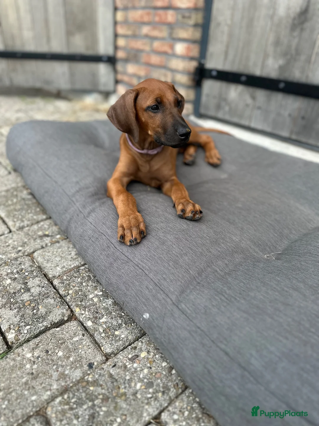 Rhodesian Ridgeback honden te koop: 10 prachtige Rhodesian Ridgeback pups te koop - Advertentie 2