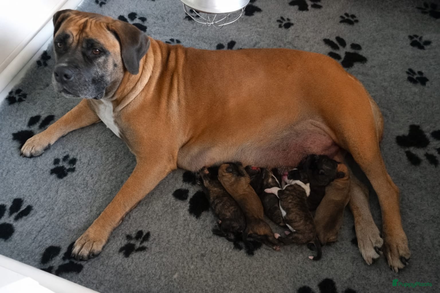 Boerboel honden Boerboel pups met Sabbs stamboom - Advertentie 1