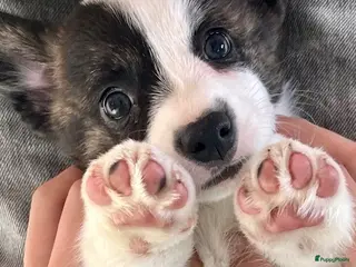 Welsh Corgi Cardigan honden Nog één corgi pup beschikbaar! - Advertentie 1