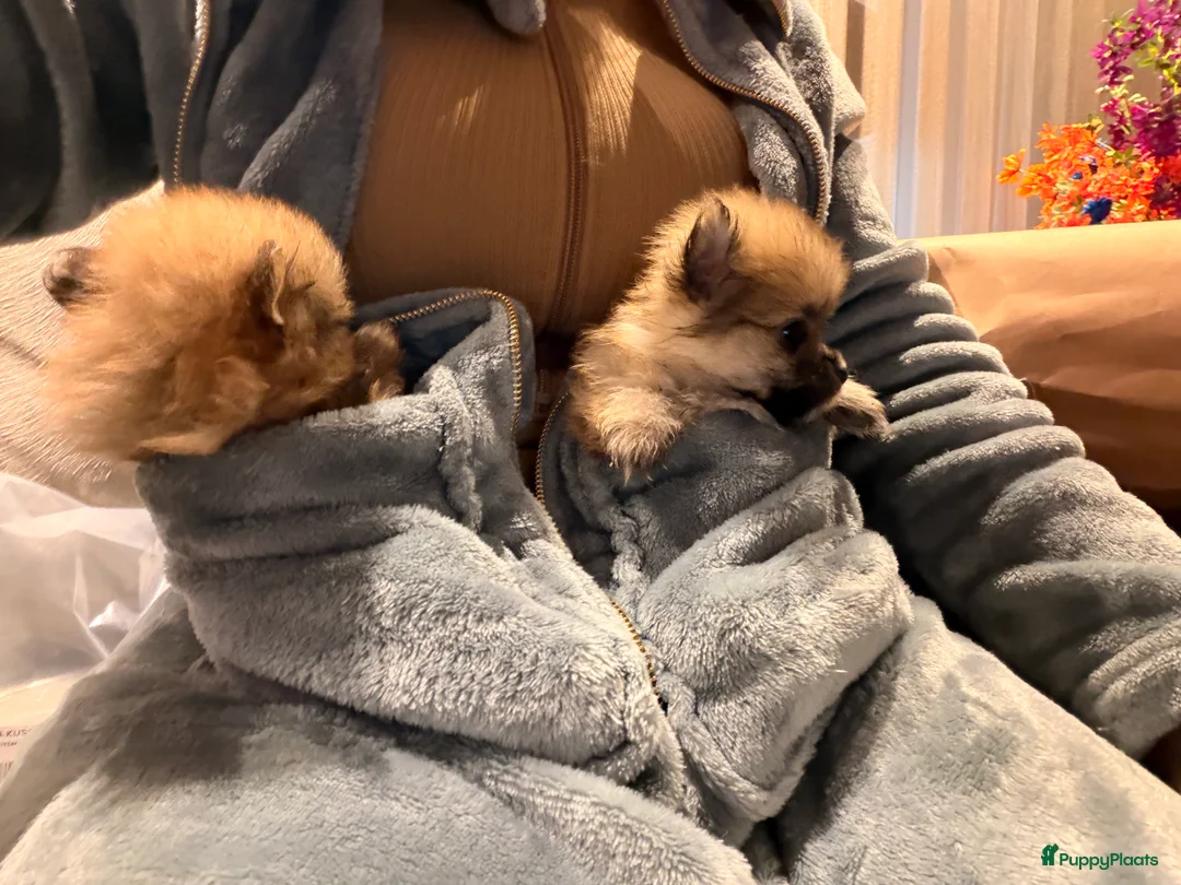 Pomeriaan honden te koop: Pomeriaan pups - Advertentie 8