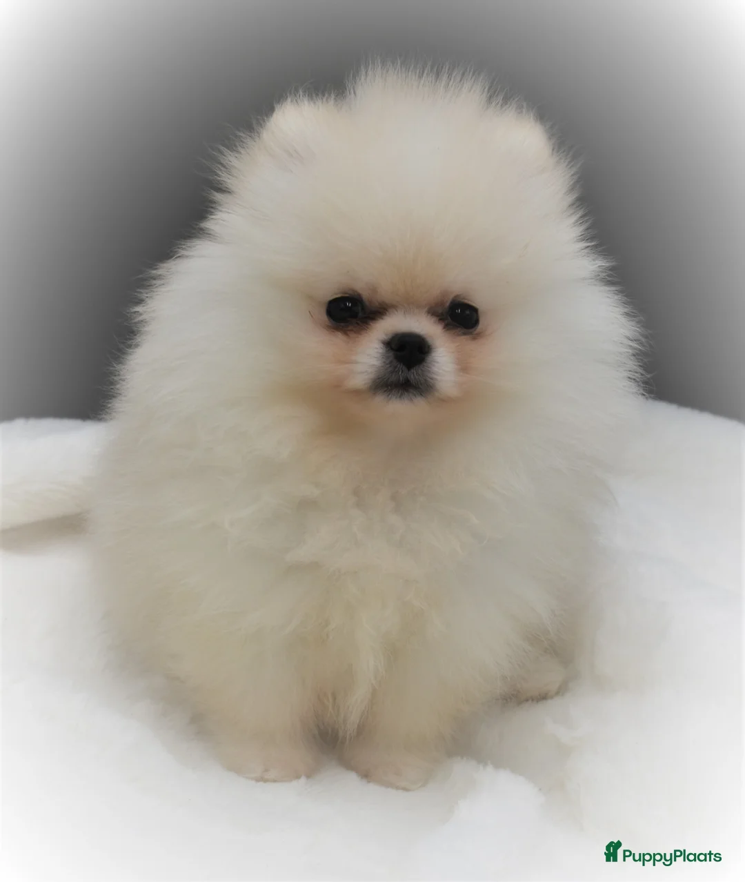 Galerij afbeelding {{count}}