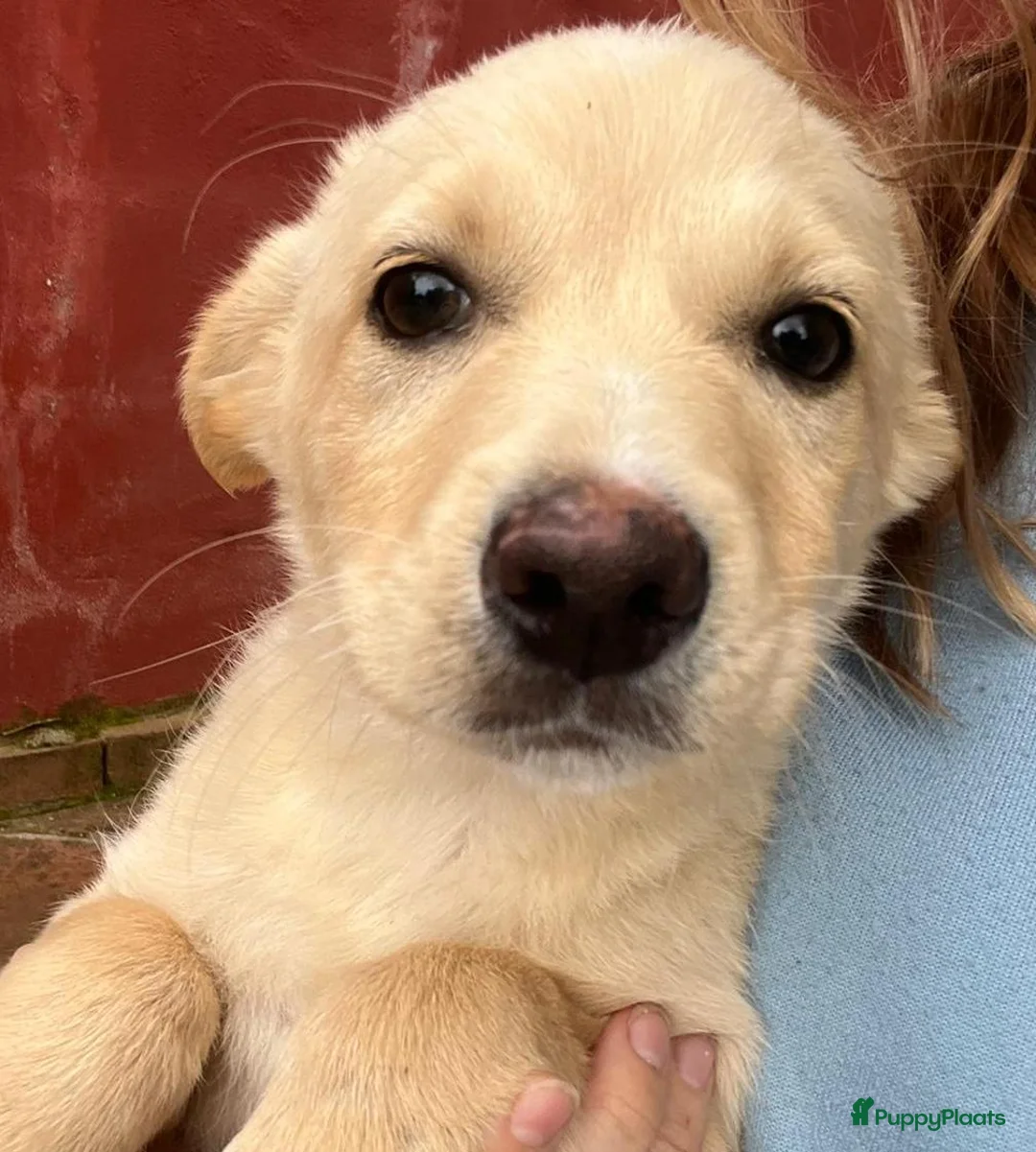 Kruising honden ter adoptie: Tinny wie zoekt nog een vriendje voor het leven  - Advertentie 9