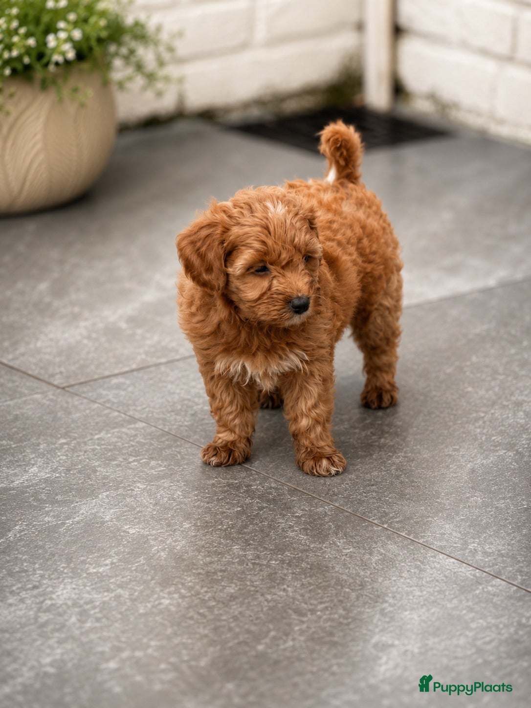 Maltipoo honden Maltipoo pup - Advertentie 2