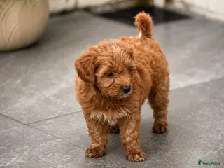 Maltipoo honden Maltipoo pup - Advertentie 2