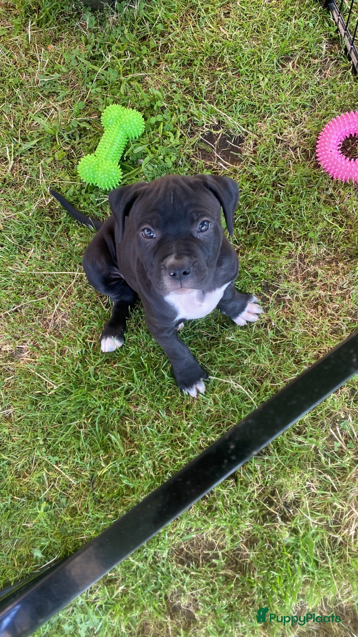 American Staffordshire Terriër honden American Stafford te koop - Advertentie 17