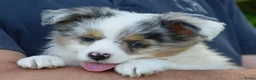Australian Shepherd honden te koop: Knappe Miniature American Shepherd (MAS) pups - Advertentie 21