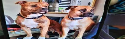 Kruising honden te koop: boerboel x amerikaan stafford in Echt - Advertentie 2