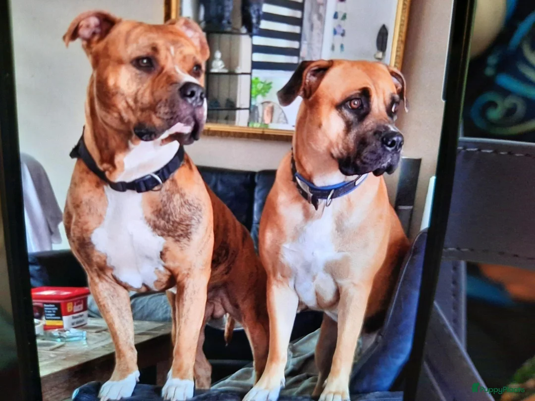 Kruising honden te koop: boerboel x amerikaan stafford in Echt - Advertentie 2