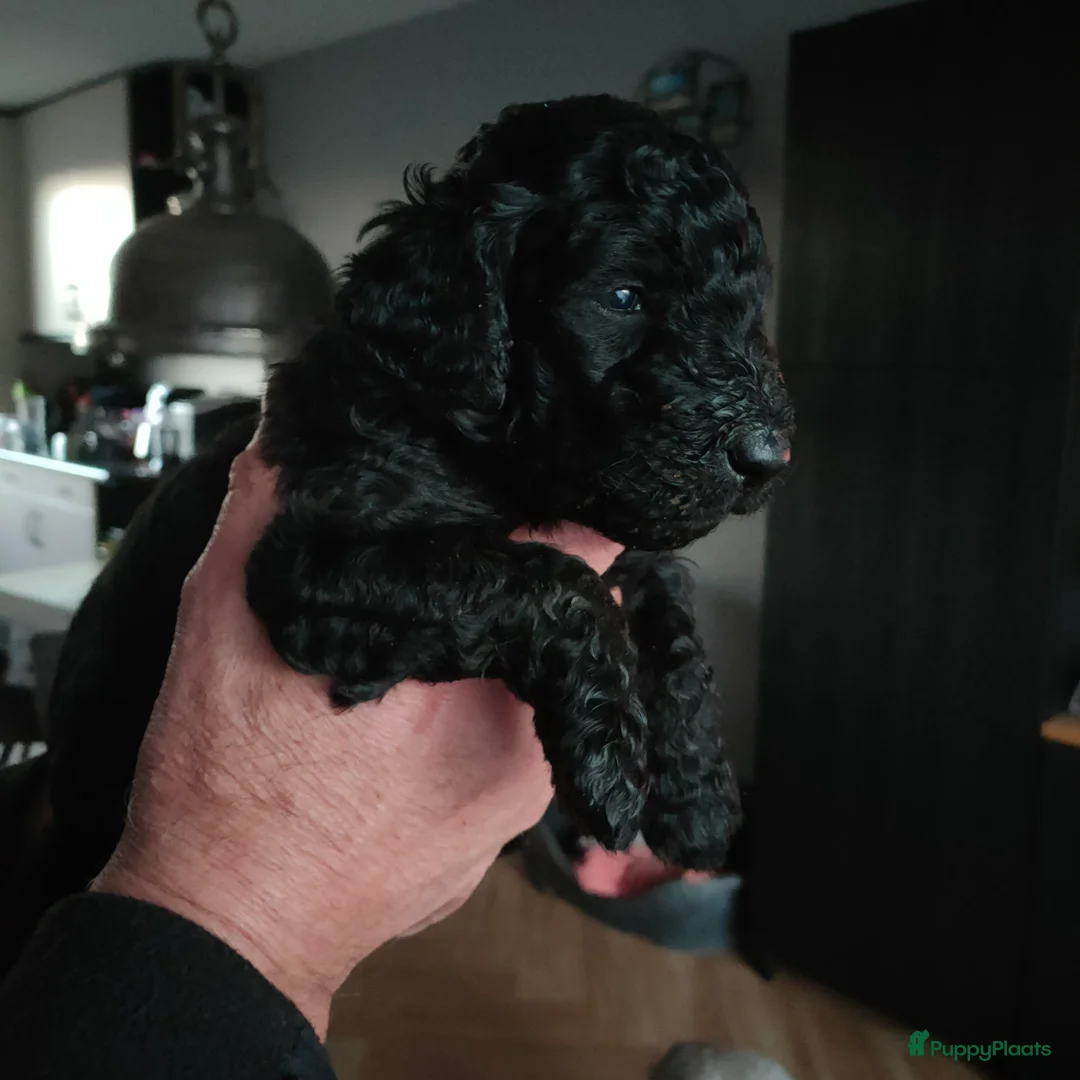 Labradoodle honden te koop: Labradoodle pups - Advertentie 16