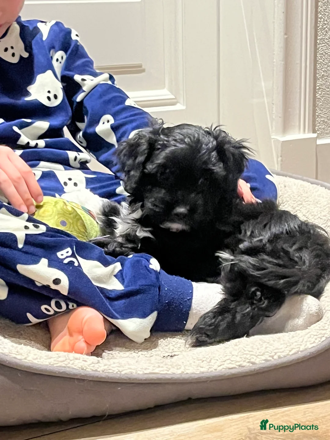 Maltipoo honden te koop: Laatste Maltipoo puppy reutje, in huis opgegroeid - Advertentie 2