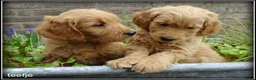 Goldendoodle honden te koop: Goldendoodle pups. Zie omschrijving. - Advertentie 1