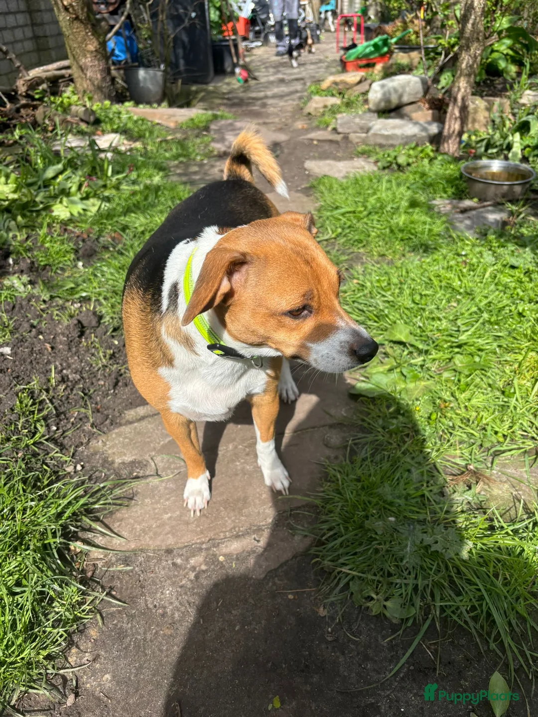 Fox Terriër Gladhaar honden te koop: 1 boerenfox reutje  - Advertentie 1