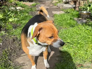 Fox Terriër Gladhaar honden 1 boerenfox reutje - Advertentie 1