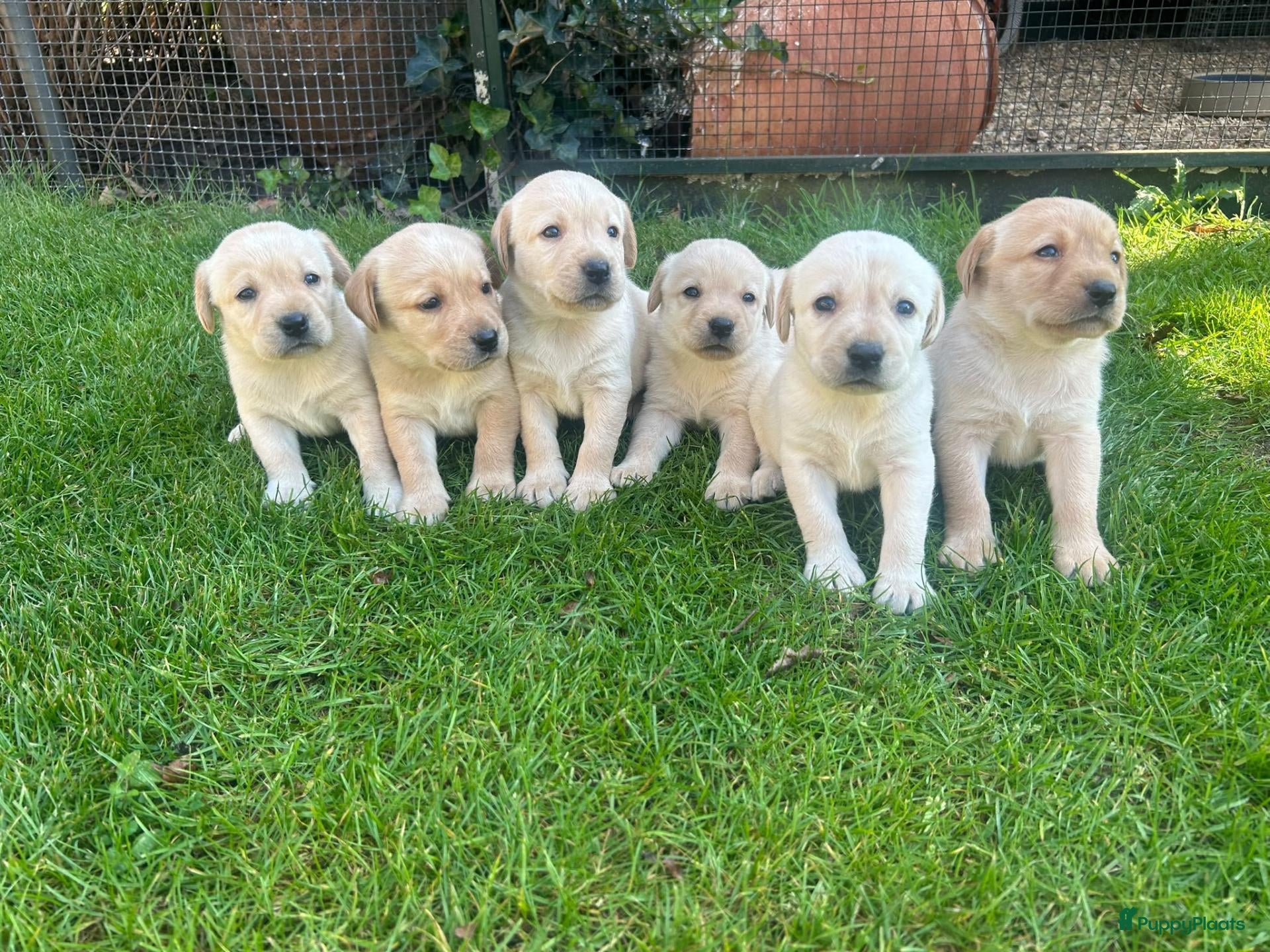 Labrador Retriever honden Labrador pups blond raszuiver  - Advertentie 1