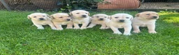 Labrador Retriever honden te koop: Labrador pups blond raszuiver  - Advertentie 1