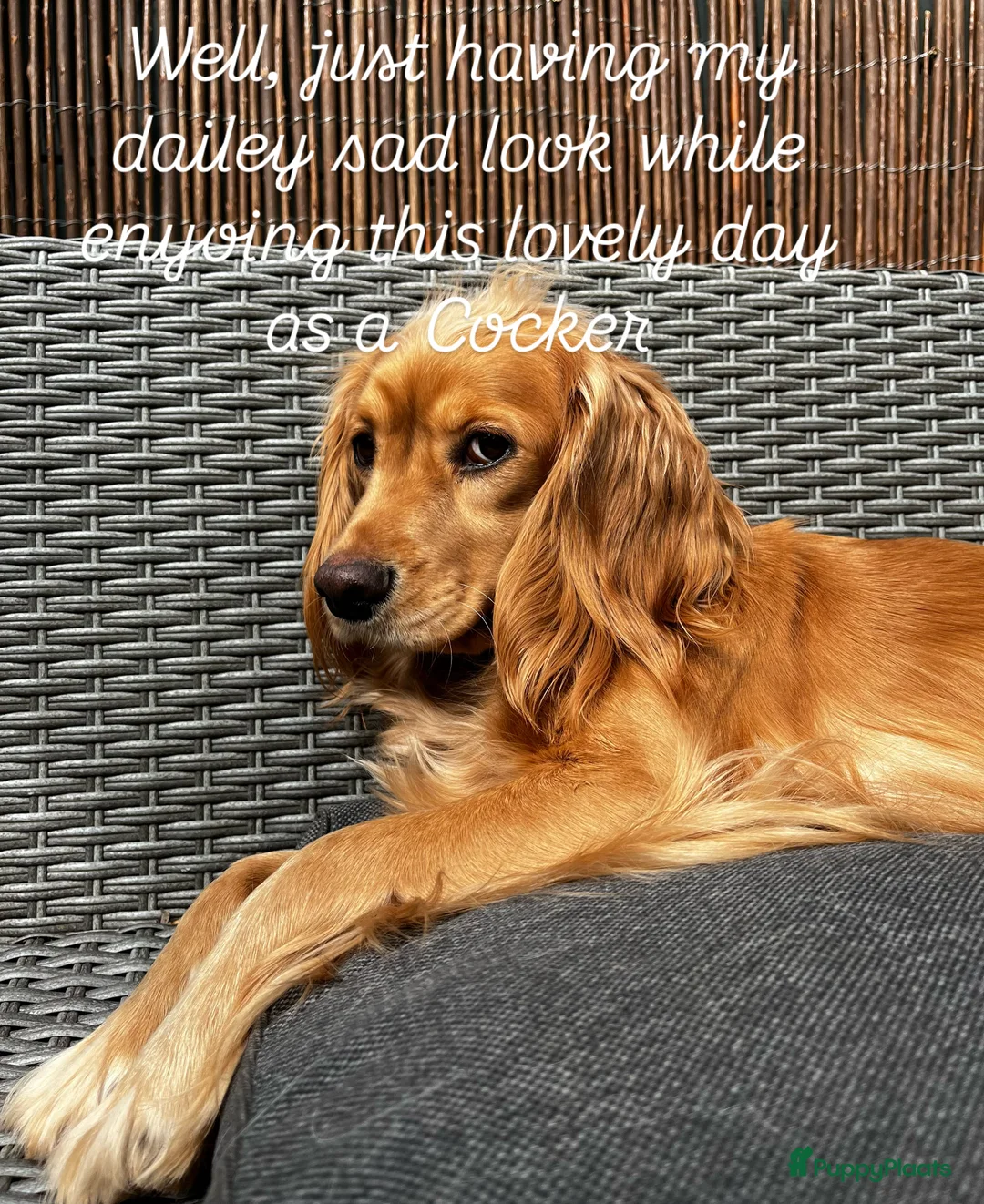 Kruising honden te koop: De allerliefste, leergierigste en gesocialiseerde - Advertentie 9