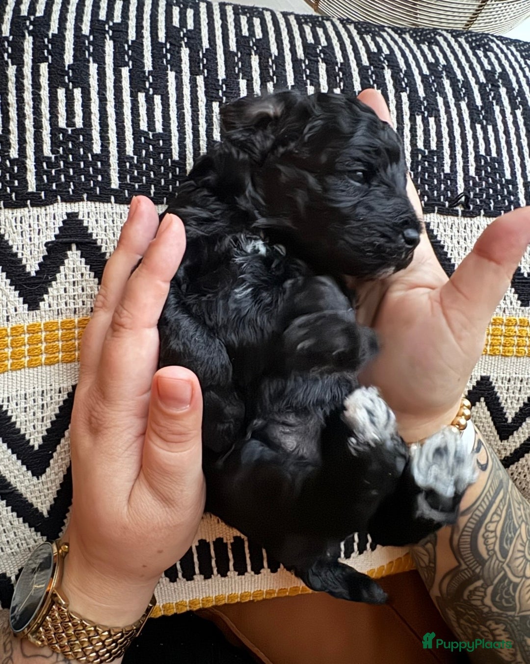 Labradoodle honden te koop: Labradoodle pups - Advertentie 6