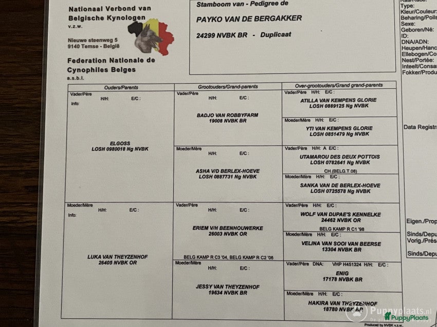 Mechelse Herder honden Dekreu ! in Nijkerk - Advertentie 11