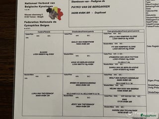 Mechelse Herder honden Dekreu ! in Nijkerk - Advertentie 19