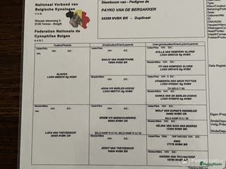 Mechelse Herder honden Dekreu ! in Nijkerk - Advertentie 2