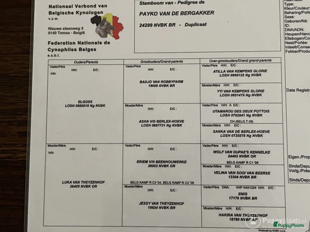 Mechelse Herder honden ter dekking: Dekreu ! in Nijkerk - Advertentie 1