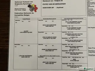 Mechelse Herder honden Dekreu ! in Nijkerk - Advertentie 15